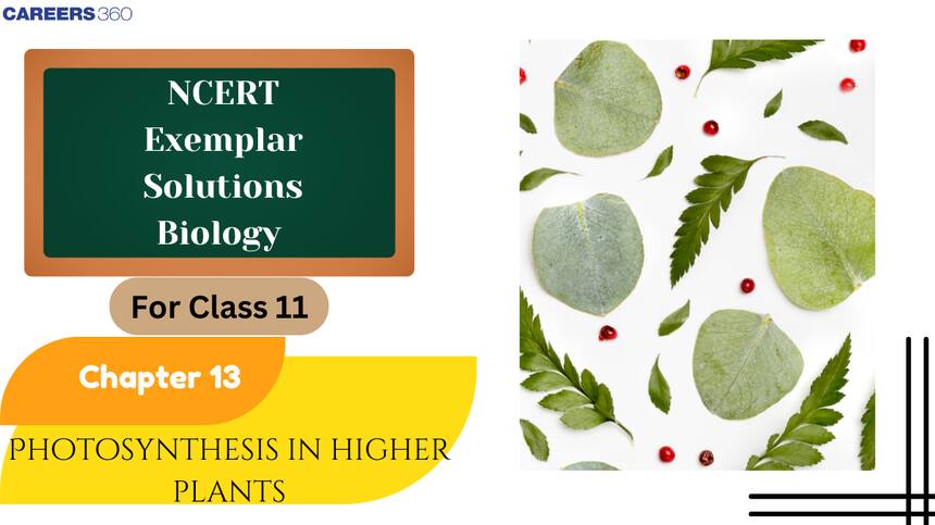 NCERT Exemplar Class 11 Biology Solutions Chapter 13 Photosynthesis in Higher Plants